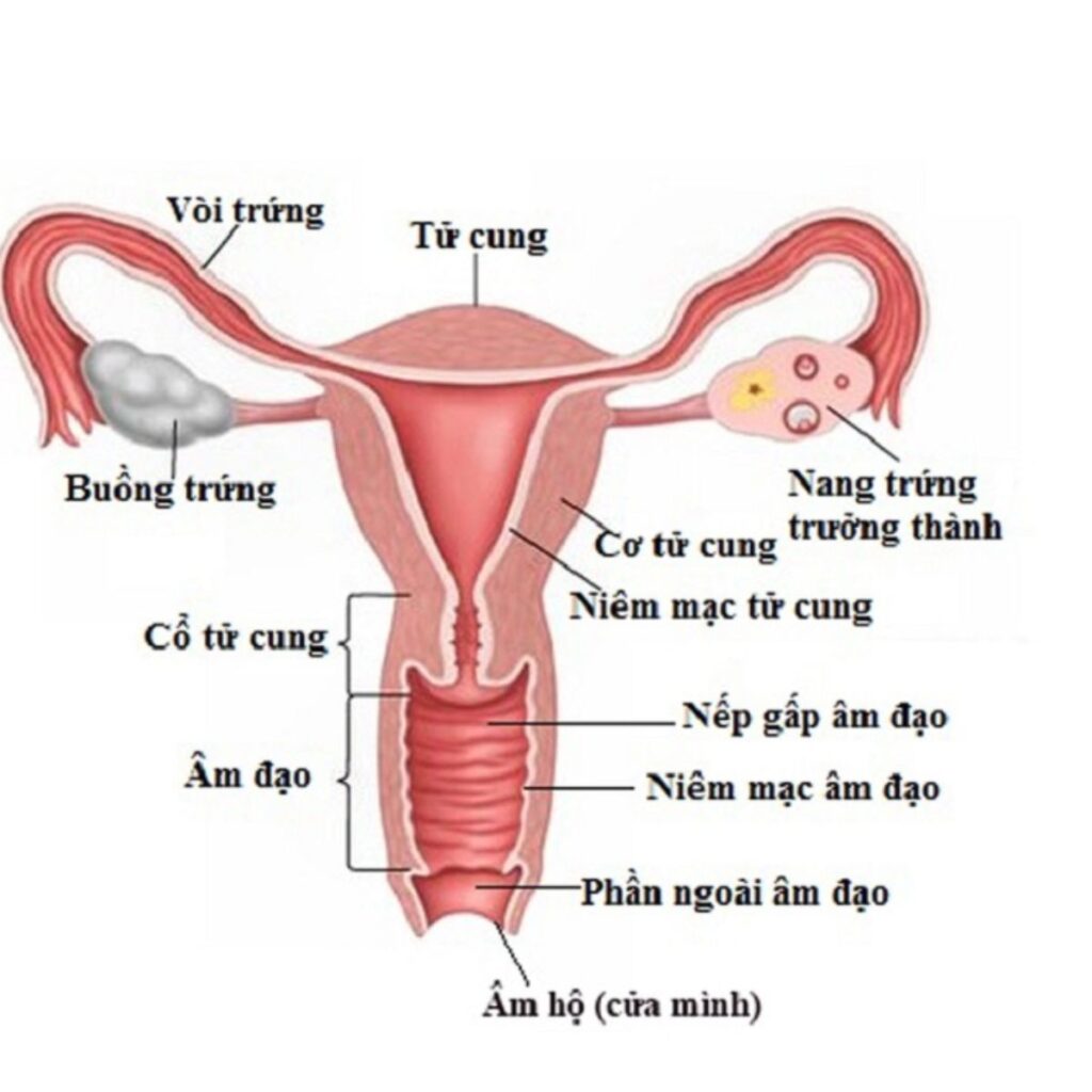âm đạo là ống cơ đàn hồi nối từ âm hộ đến cổ tử cung