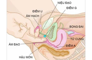 Điểm G (G-spot)